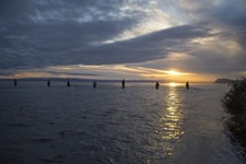 タウポ湖河口遡上するマスをフライフィッシング